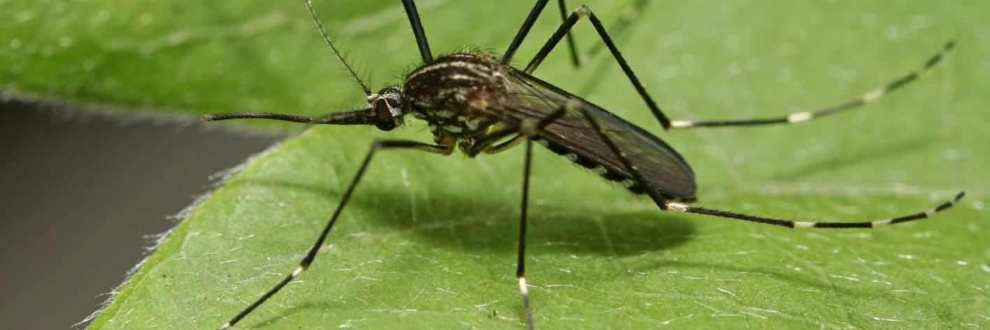 Aedes koreicus