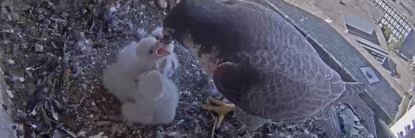webcams - kijk live binnen bij de slechtvalk