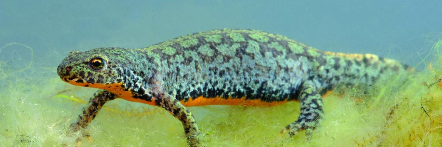 Alpenwatersalamander