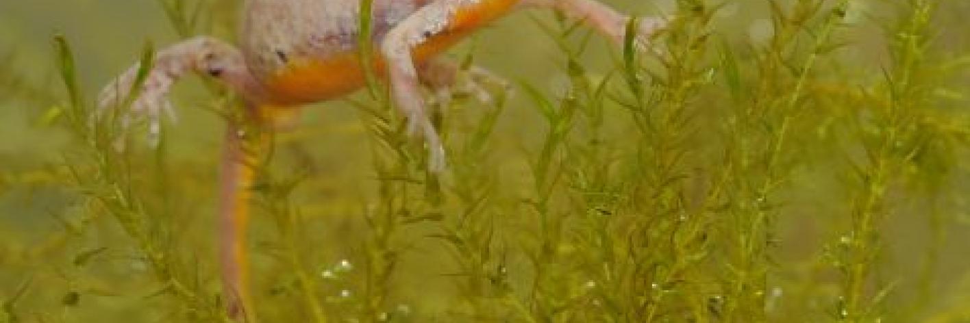 Alpenwatersalamander