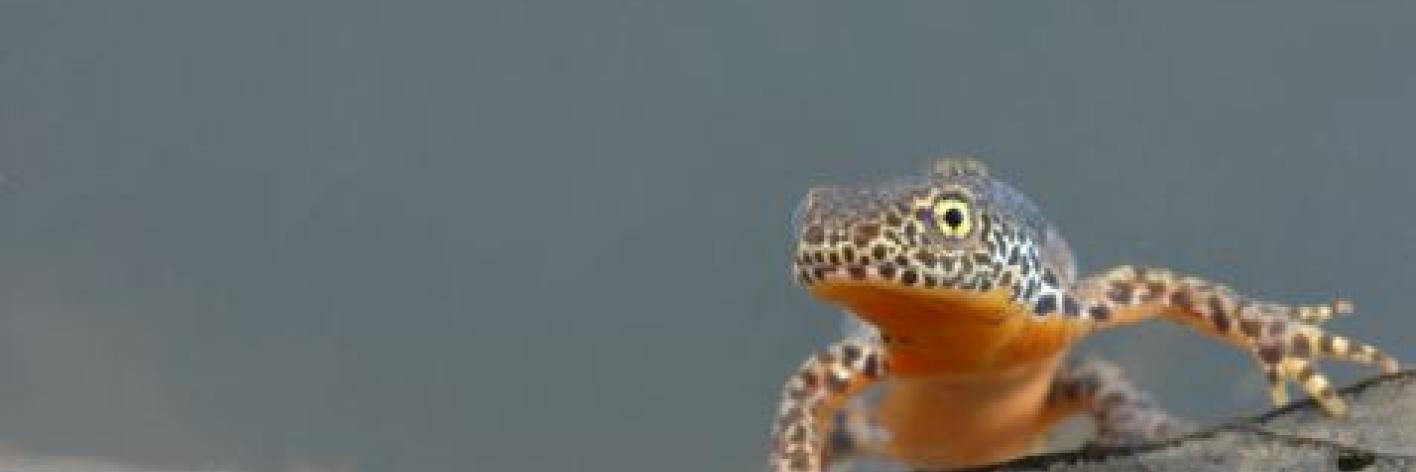 Alpenwatersalamander