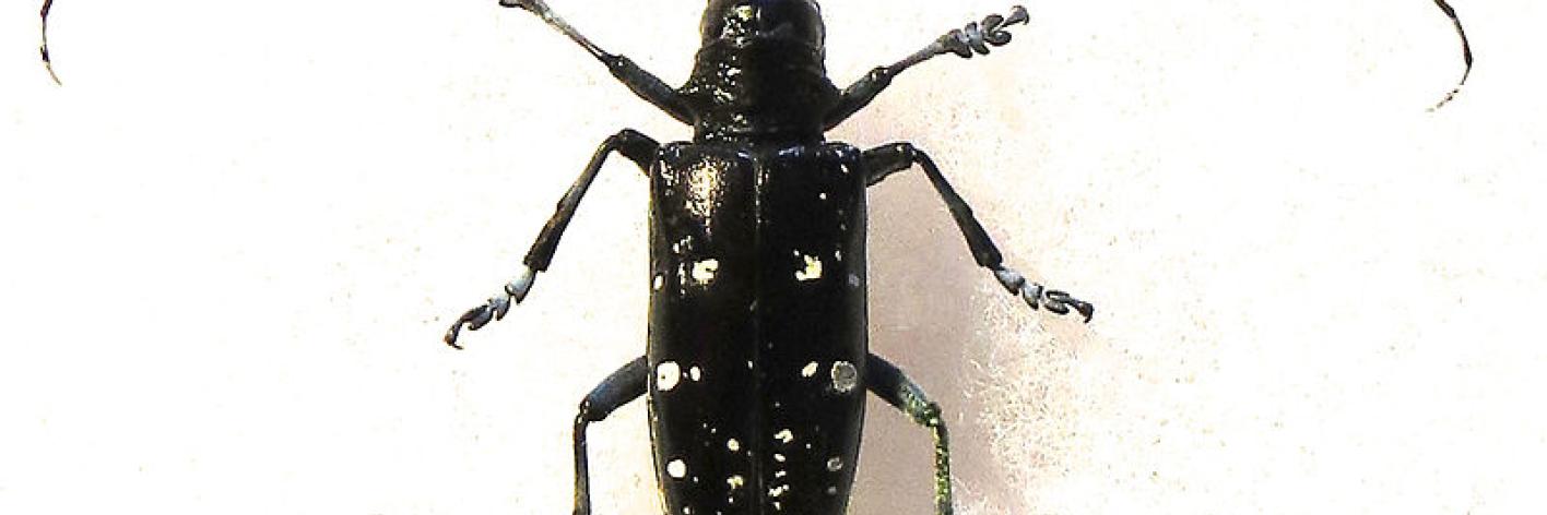 Aziatische loofhoutboktor