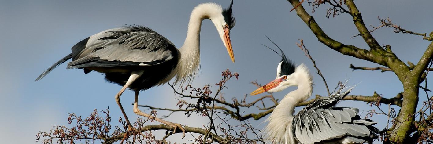 Blauwe reigers
