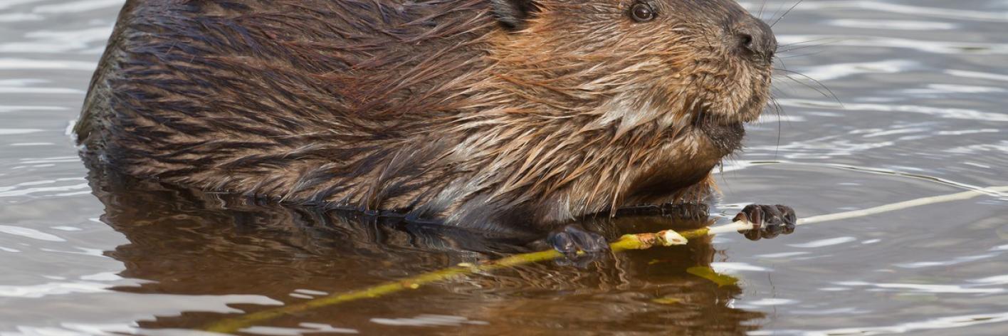 Bever
