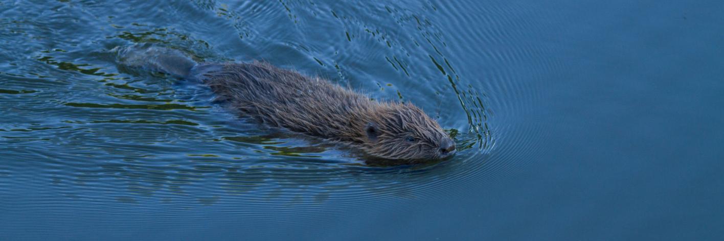 Bever