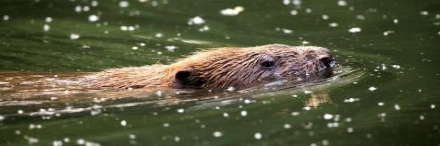 Bever