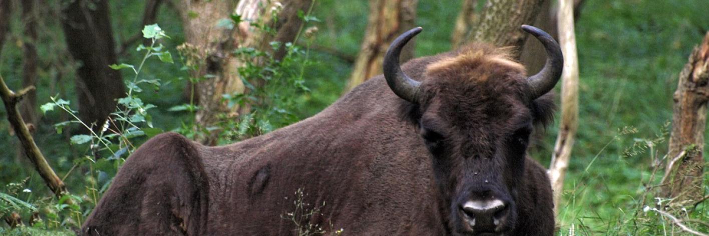 Wisent