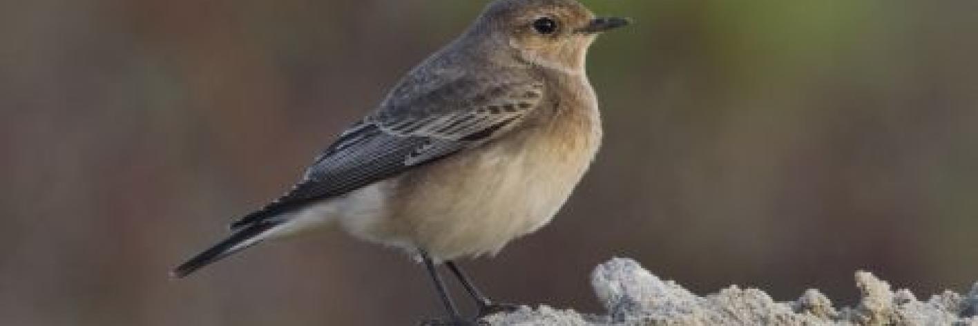  Bonte Tapuit (Oenanthe pleschanka)