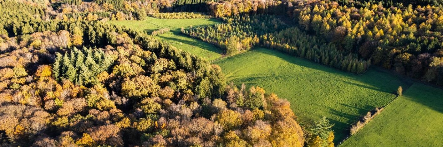 15 % van het Vlaamse bosareaal bevindt zich op minder dan 10 meter van een bosrand.