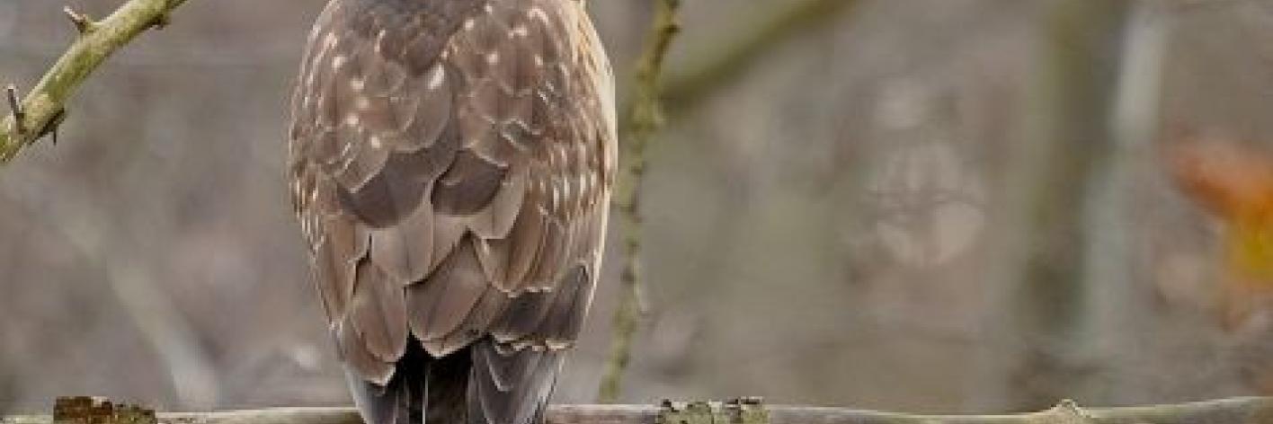 Buizerd