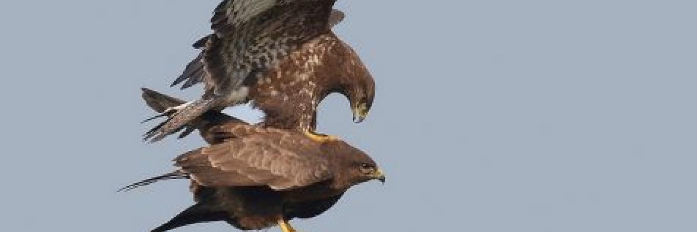 Buizerd
