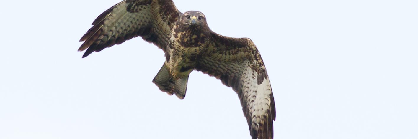 Buizerd