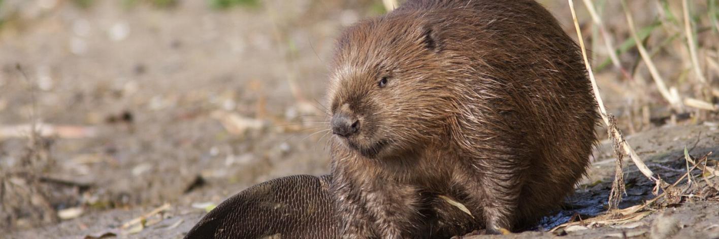 Bever
