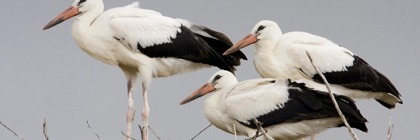 Jonge ooievaars op nest