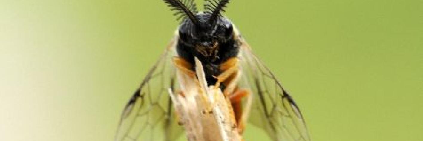 Dennenbladwespen (Diprionidae)