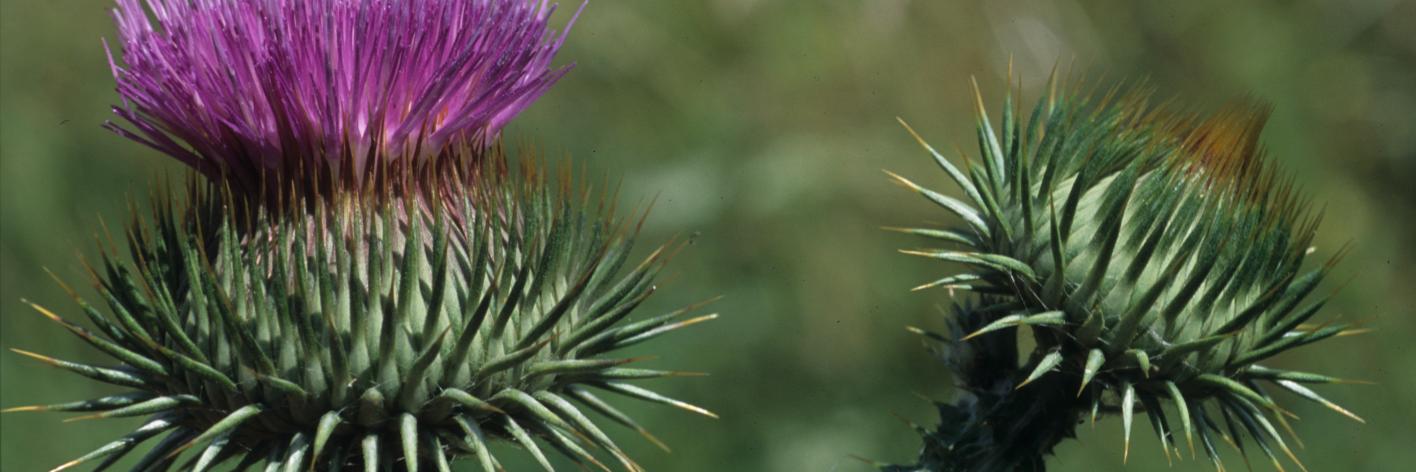Distel