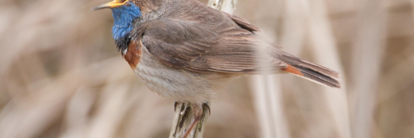 Blauwborst zingt