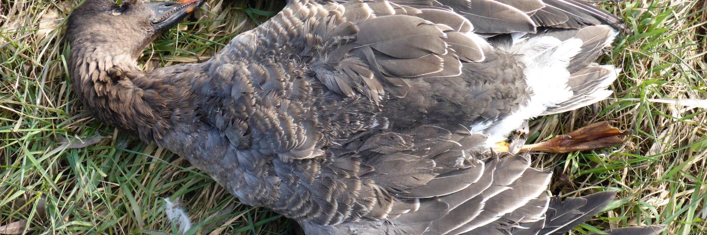 Toendrarietgans