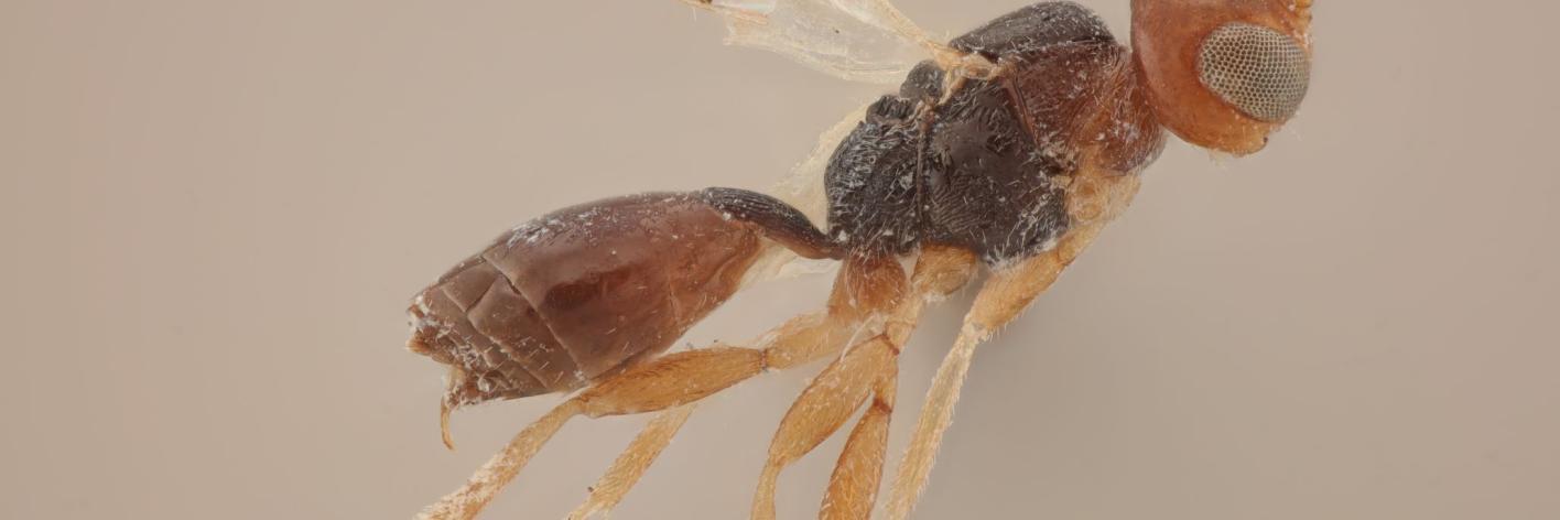 De schildwesp Leiophron deficiens, nieuw voor België 