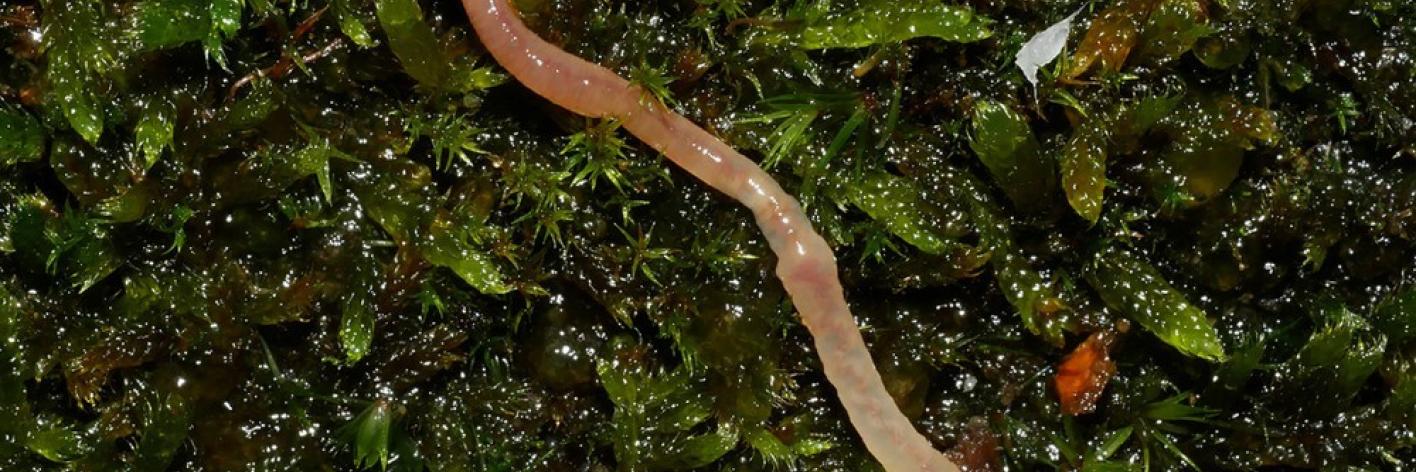 Fosforworm