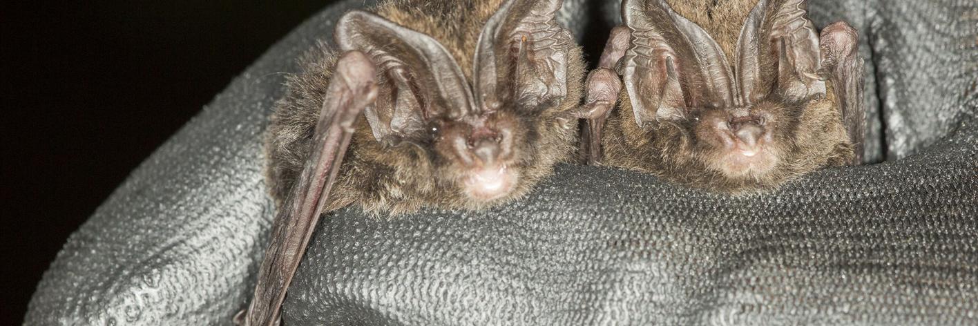 Mopsvleermuizen in de hand