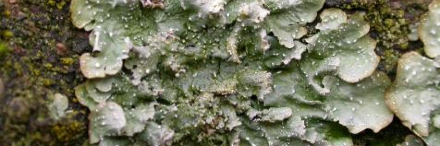 Gelobd stippelschildmos (Punctelia reddenda)