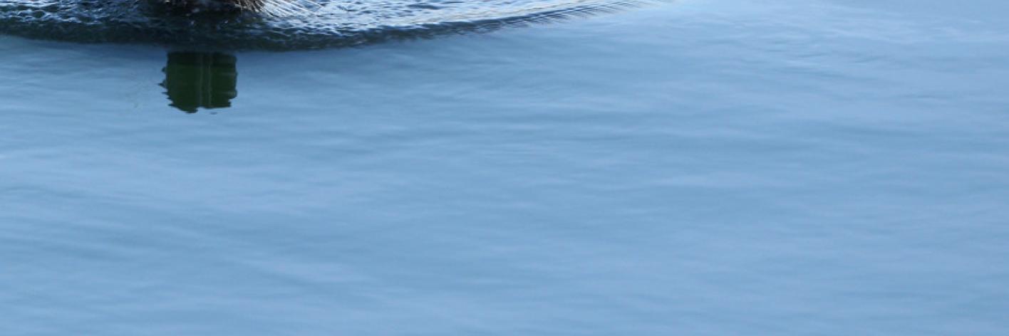 Gewone zeehond