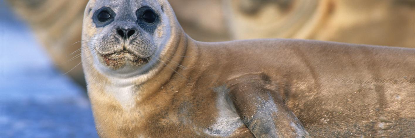 Gewone zeehond