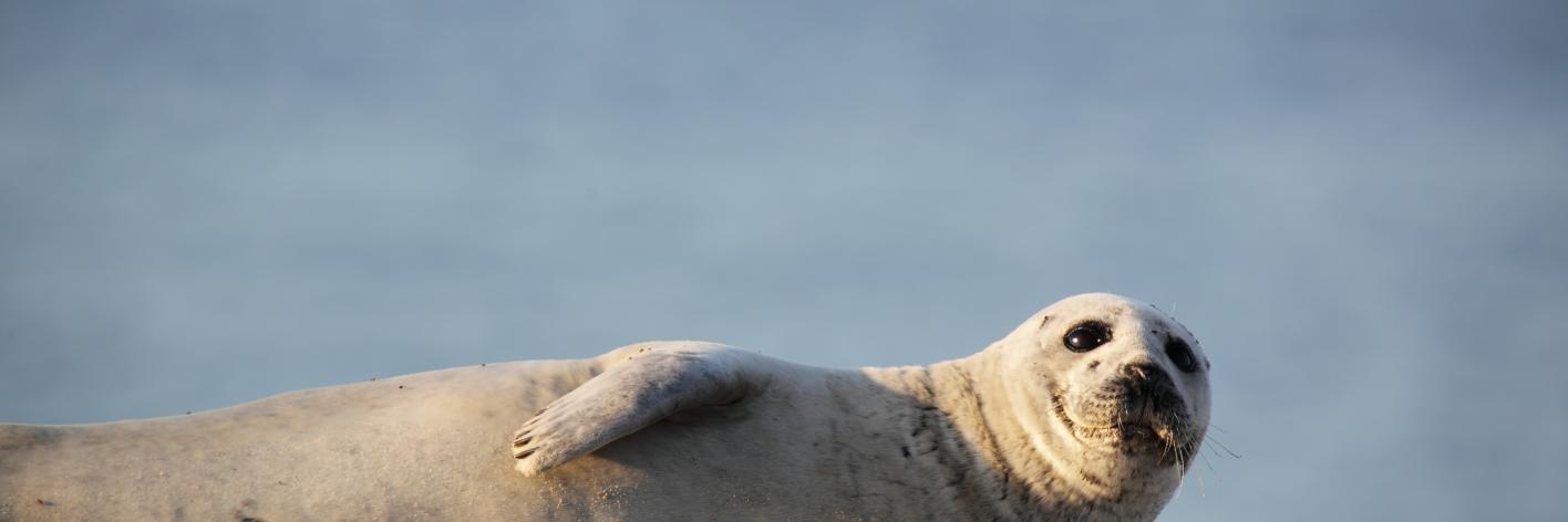 Gewone zeehond