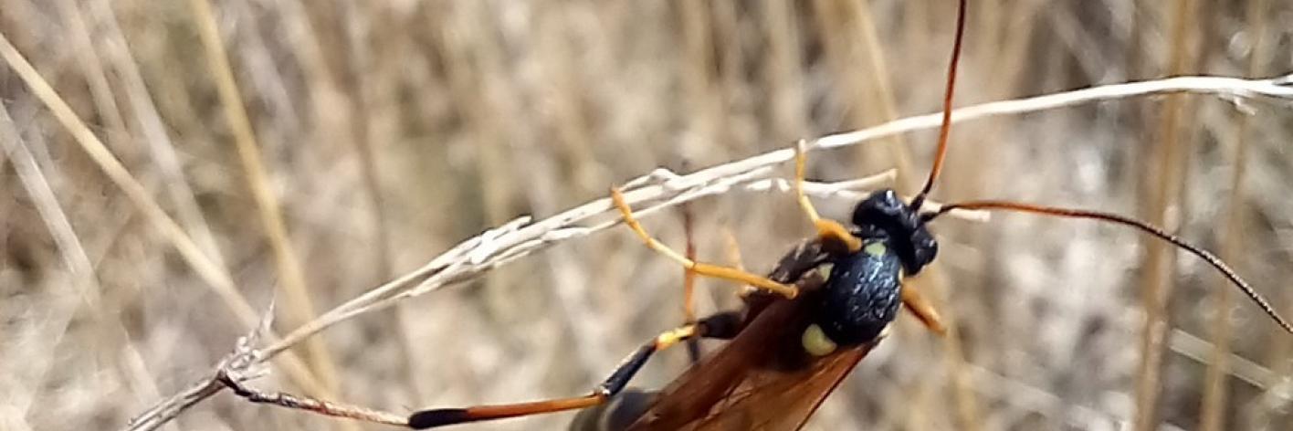 Gravenhorstia picta