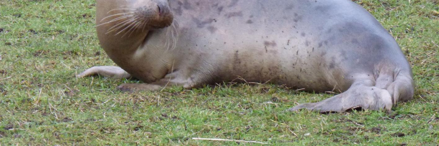 Grijze zeehond