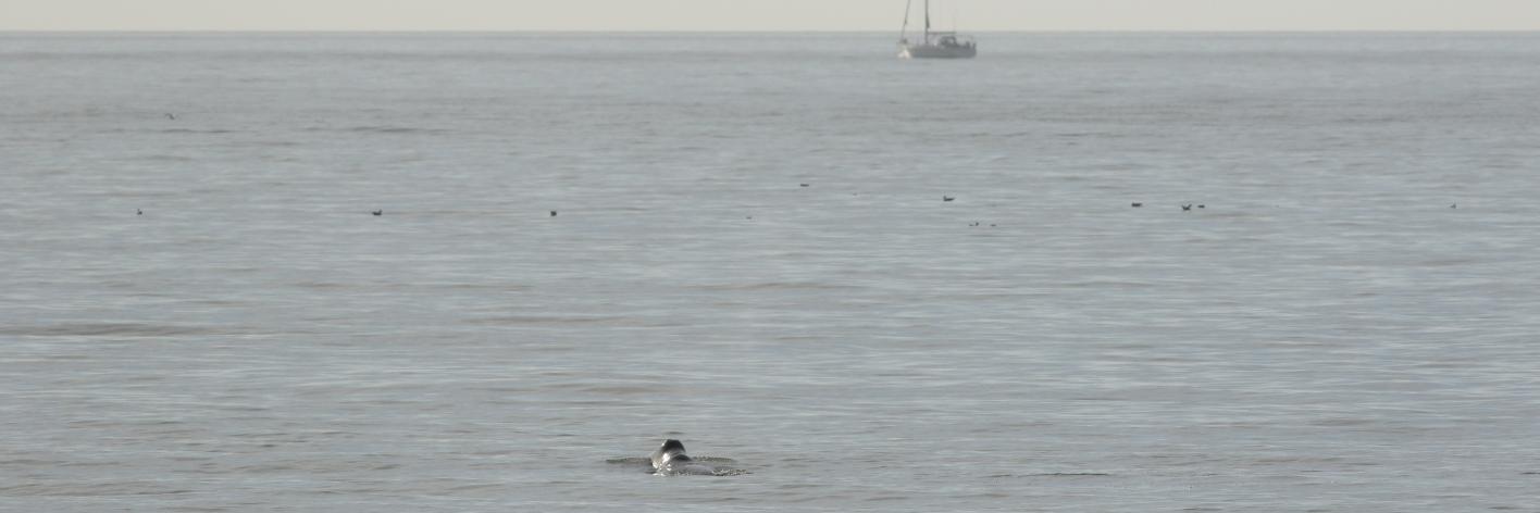 Groenlandse walvis voor de kust