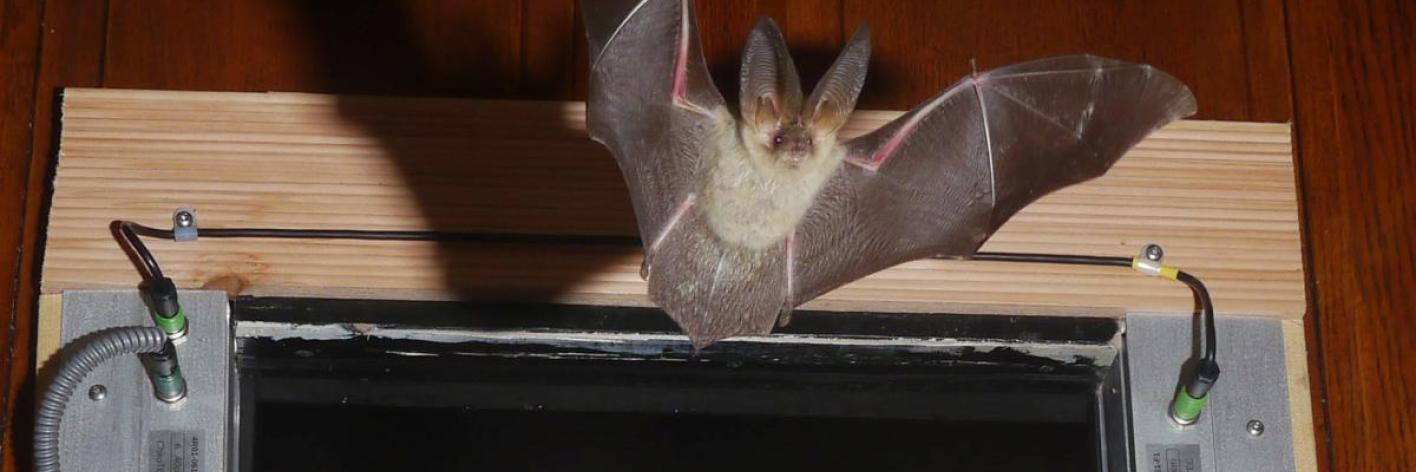 Grootoorvleermuis