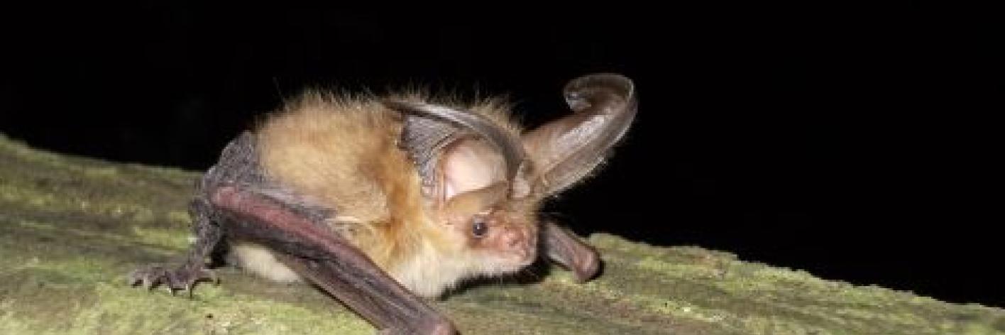 Grootoorvleermuis