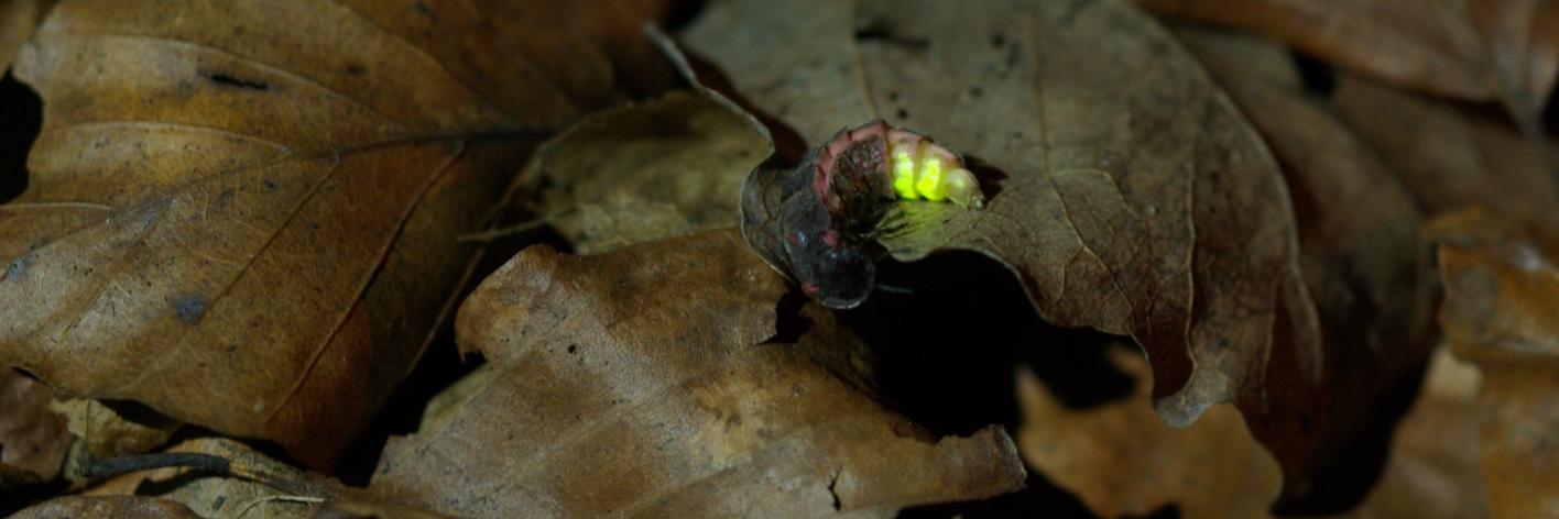 Grote glimworm