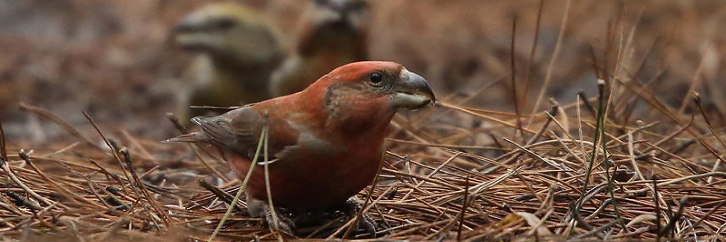 Grote kruisbek (foto: Glenn Vermeersch)