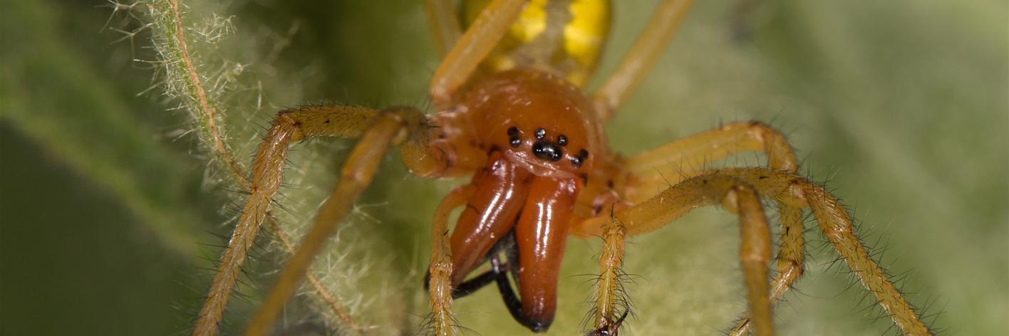 Grote spoorspin
