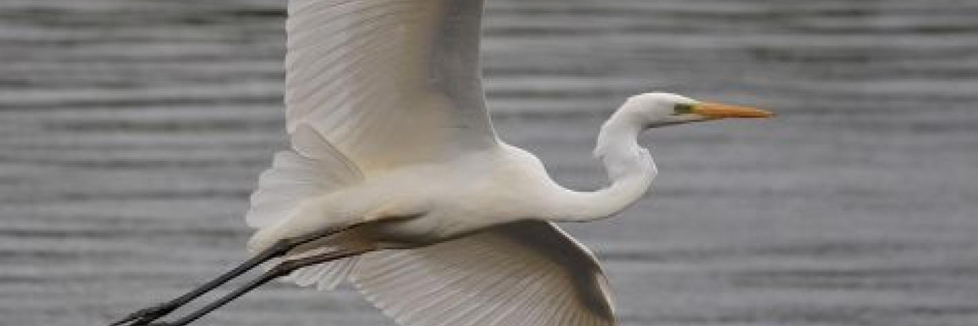 Grote zilverreiger