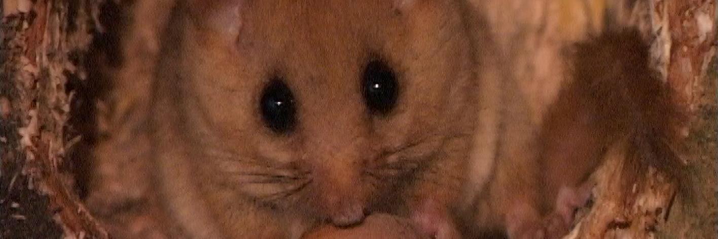 Hazelmuis met hazelnoot