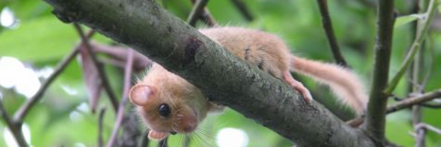 Hazelmuis