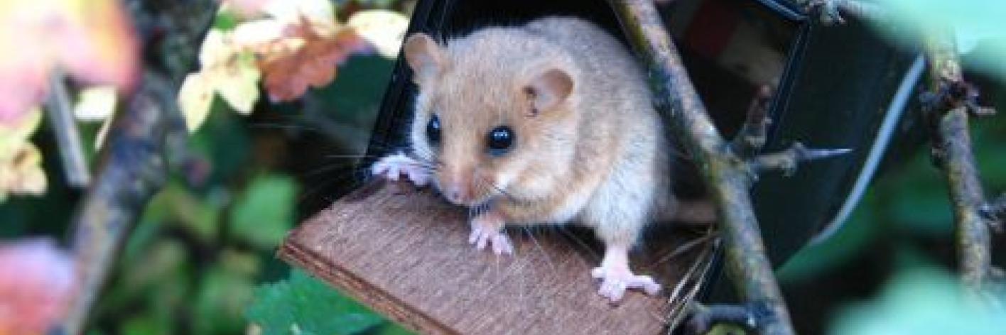 Hazelmuis