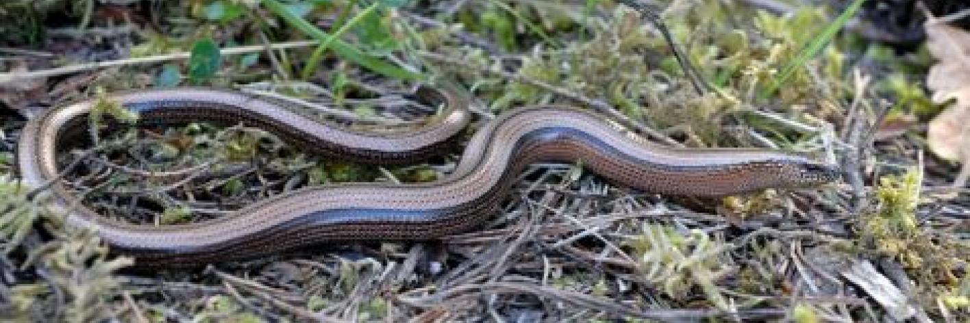 Hazelworm