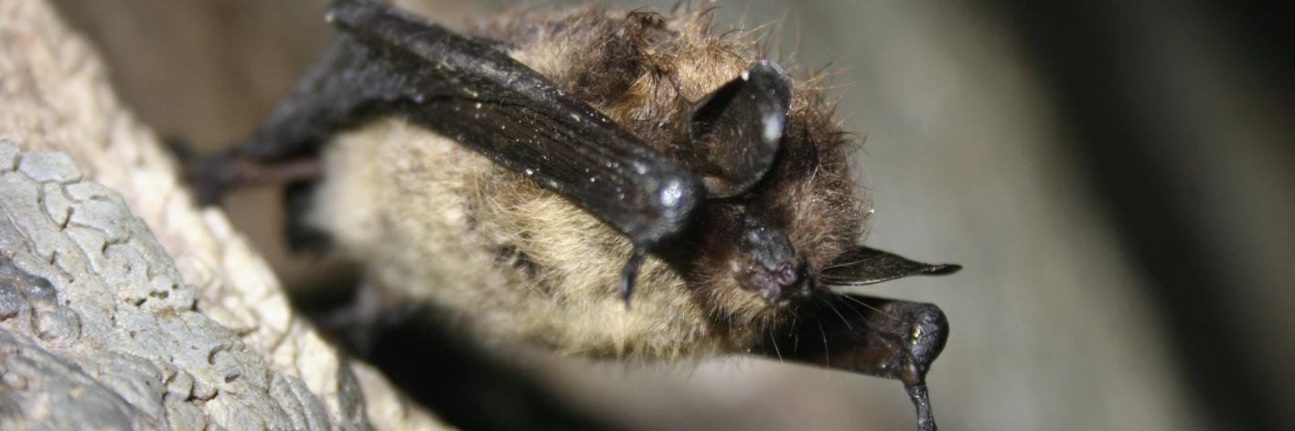 Kleine bruine vleermuis