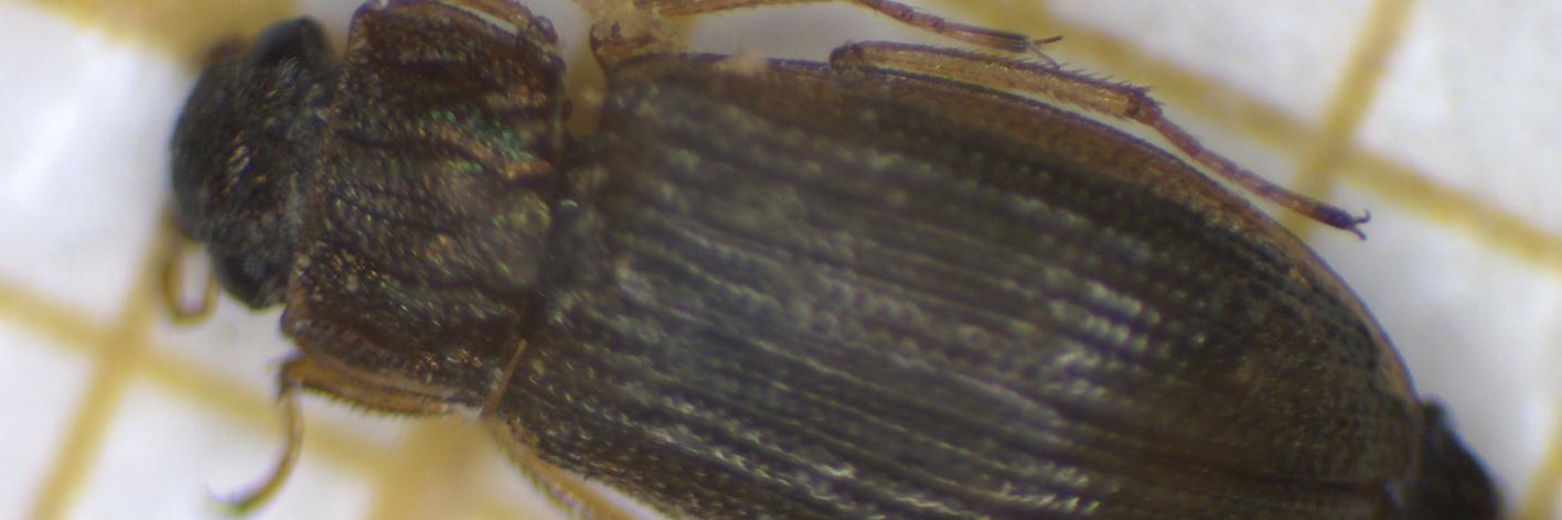 Helophorus fulgidicollis
