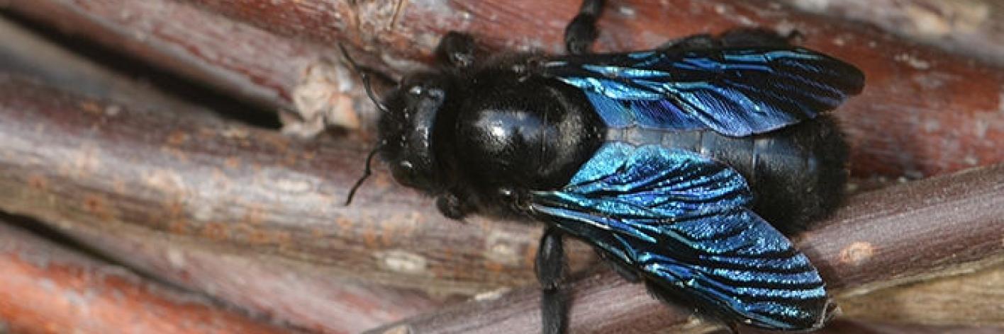 Blauwzwarte houtbij