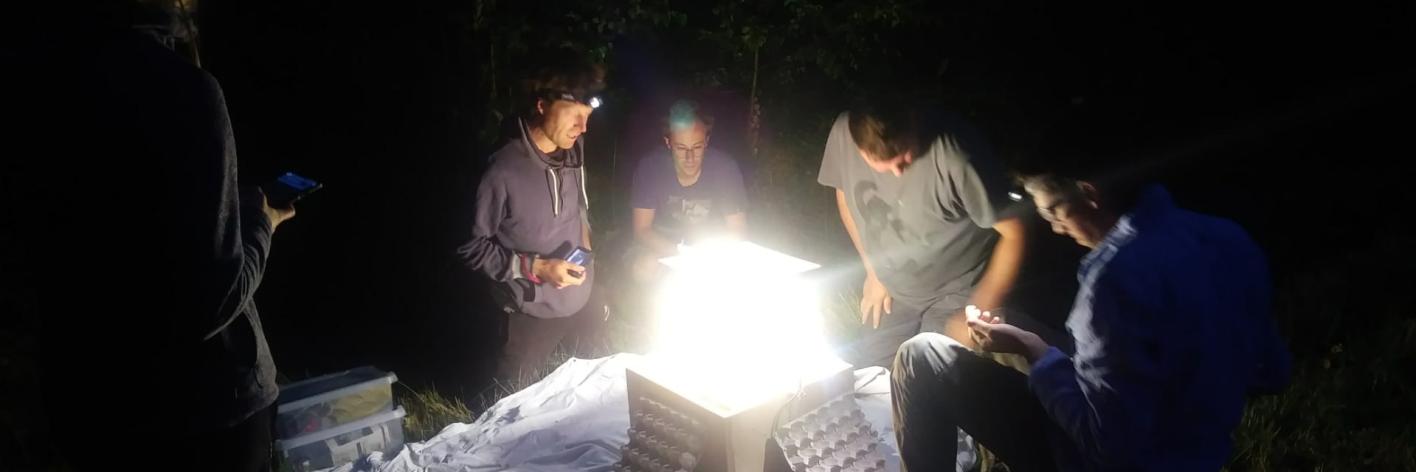 Nachtvlinderinventarisatie in het Hallerbos