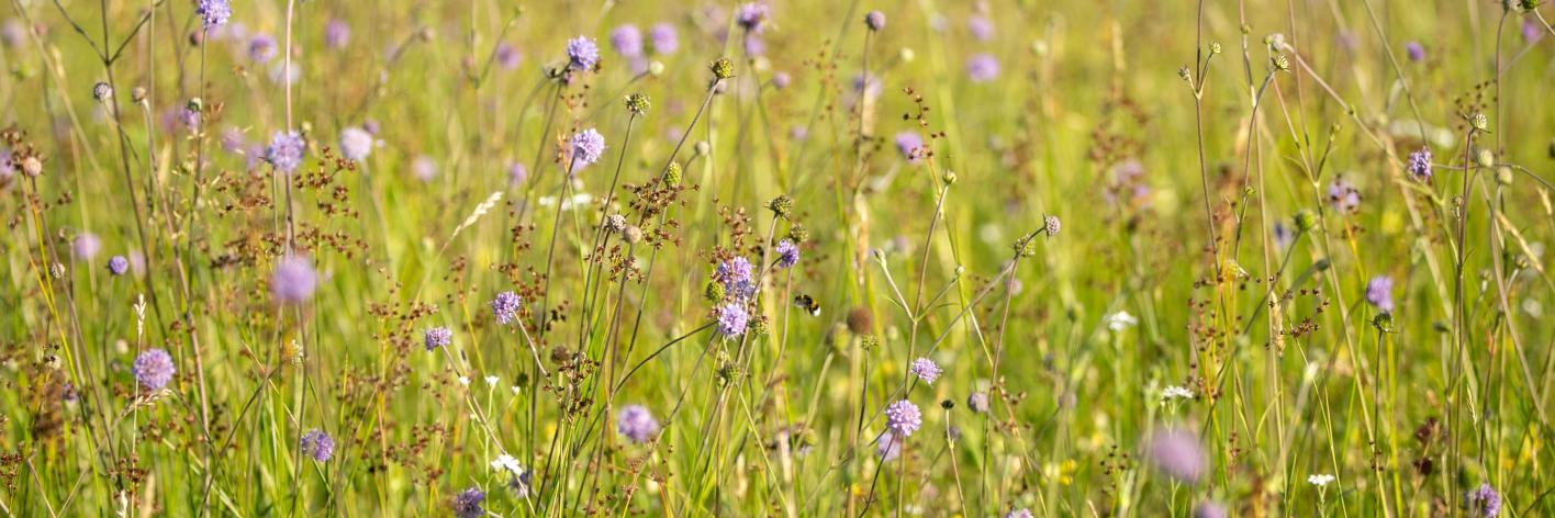 Bloemrijk grasland met blauwe knoop