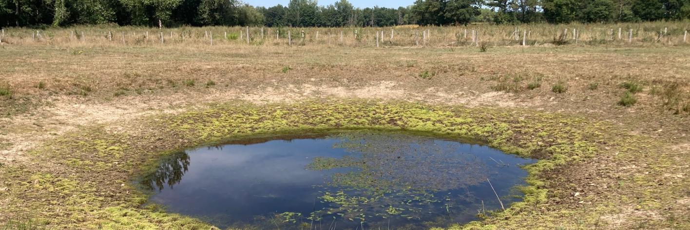 Lage waterstand in deze poel