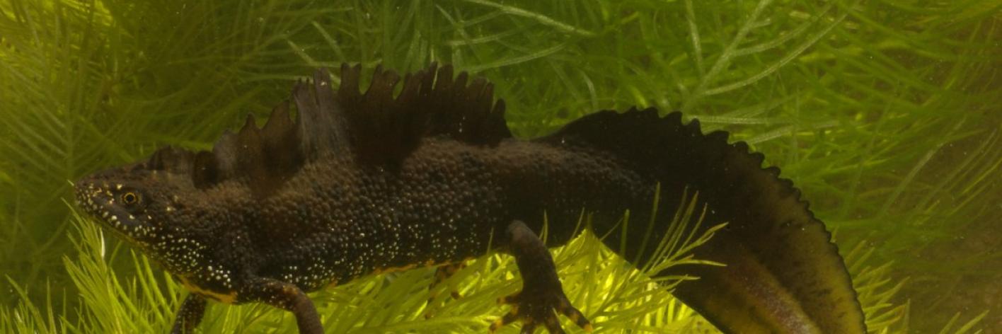 In een aantal afgesneden meanders leeft de kamsalamander. Kamsalamander