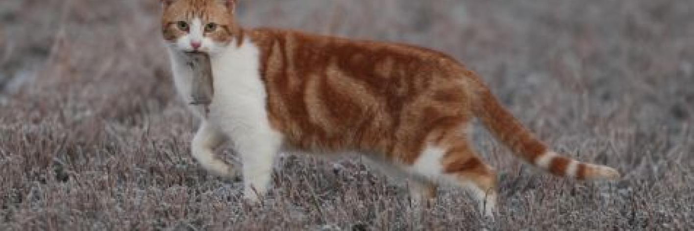 Kat